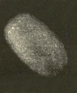 Comet 5P/Brorsen	